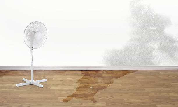 Best Water damage cleanup near me  in Mountainside, NJ